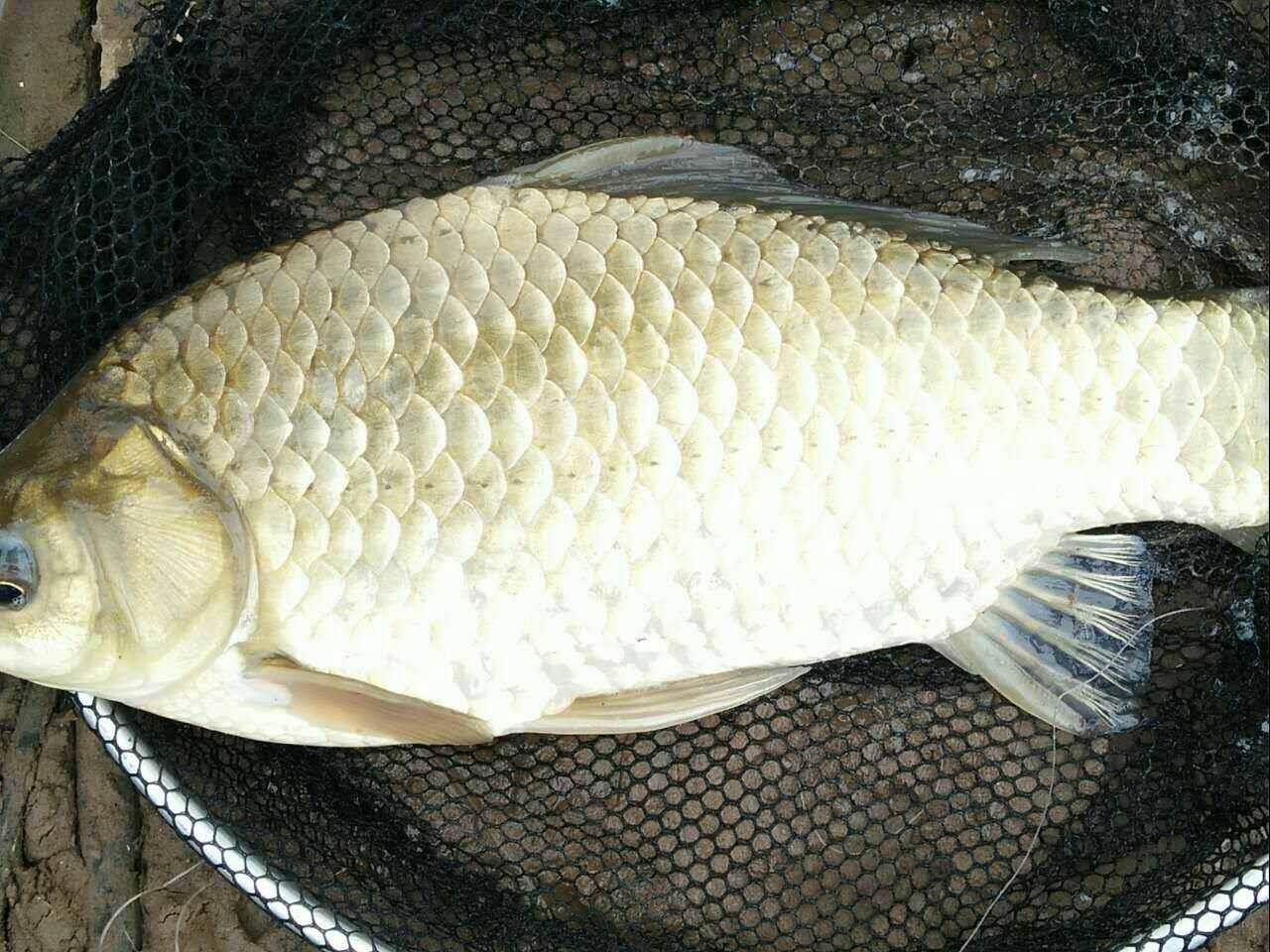 超诱作用大吗,超诱是增黏的吗