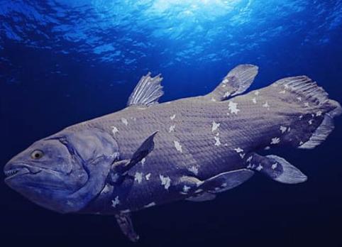 深海为什么总有”海怪“作祟，世界许多国家舰船的航海日志上，都有发现”海怪“的记录