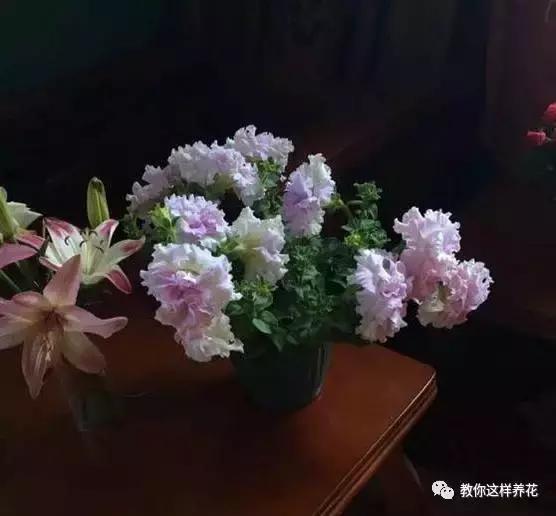 她把这些花养成了花球，竟然靠的是小小剪刀一把？
