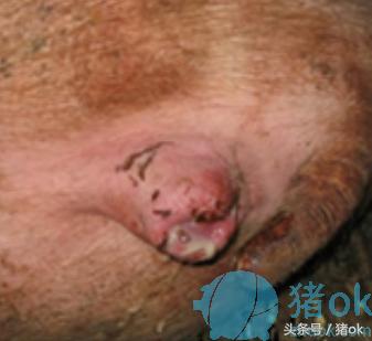 母猪子宫内膜炎母猪产后消炎应该这样用药