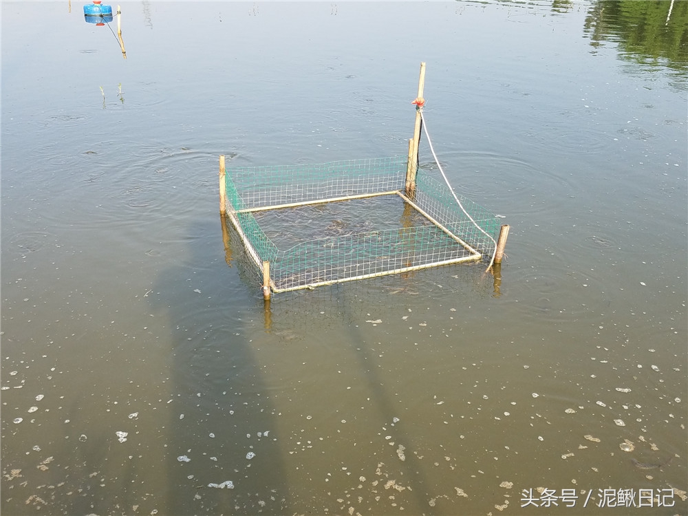 农村池塘养殖鲫鱼前景如何,泥鳅跟鲫鱼混养