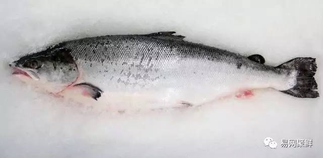 三伏天适合吃什么海鲜,三伏天能吃什么海鲜