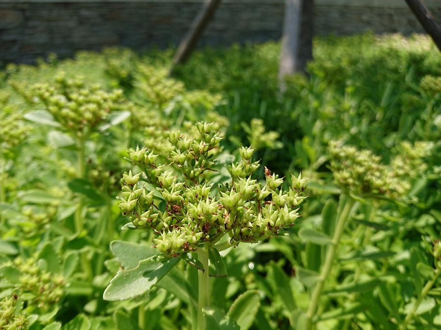 为啥都说索尼电视好,为什么都说索尼手机好