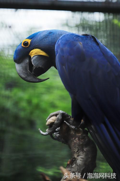 佳能6dmark2的标准参数,入门全画幅佳能6d