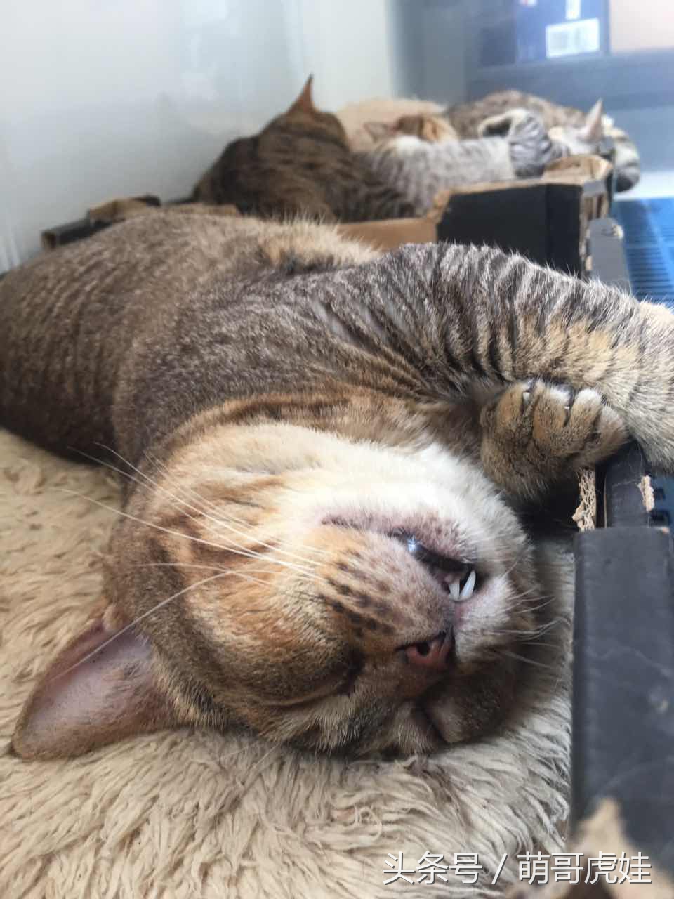 喵星人睡觉懒散,猫咪睡得太死叫不醒正常吗