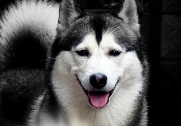 盘点十二星座对应的宠物都是什么,十二星座的专属宠物的图片