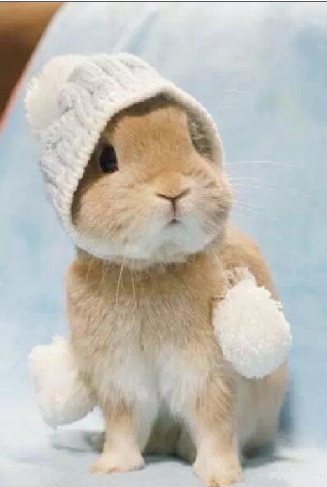 宠物篇-兔子1：想不想养一只甜馨同款的小兔兔呢~来来来~这里有大量萌兔奉上~