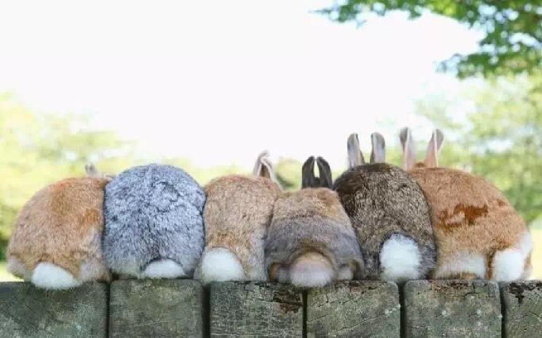 宠物篇-兔子1：想不想养一只甜馨同款的小兔兔呢~来来来~这里有大量萌兔奉上~