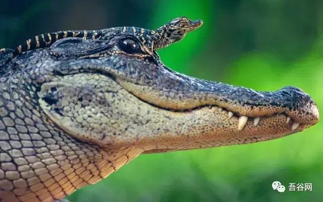 养殖周期很短价格高最稀缺的动物,什么动物养殖最便宜最好养