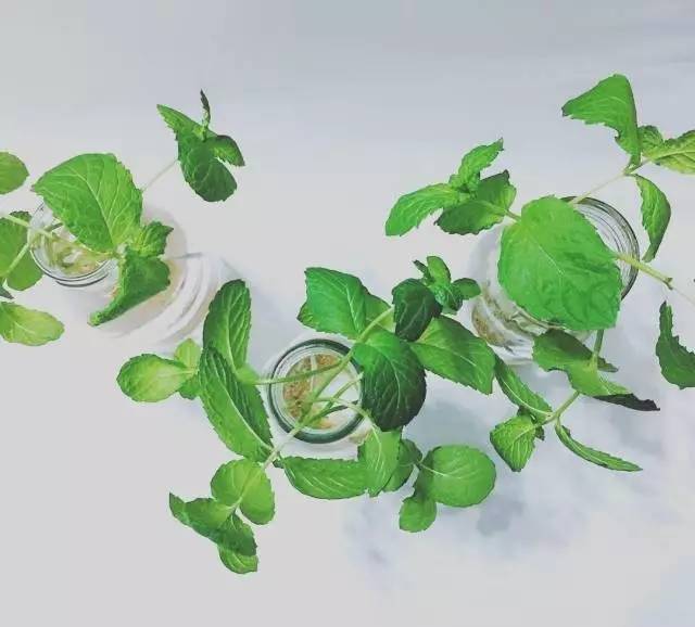 夏季37度高温薄荷如何养,薄荷是夏天的植物