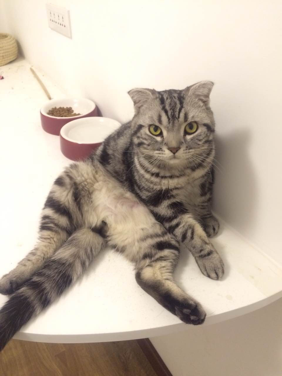 狗市买三个月的拉布拉多,拉布拉多幼犬去宠物店洗澡多少钱