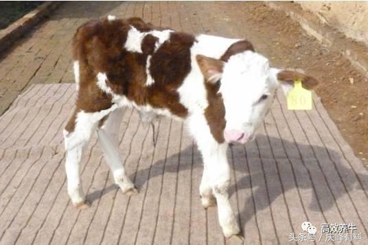 犊牛腹泻防治技术指标,犊牛腹泻防治技术