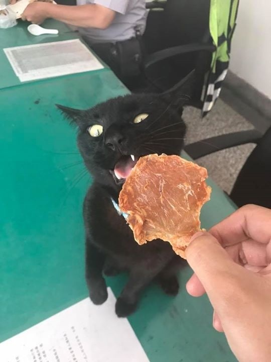 橘猫奇怪睡姿,橘猫睡了一觉