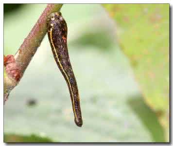 毒虫记,昆虫记毒蜘蛛阅读笔记