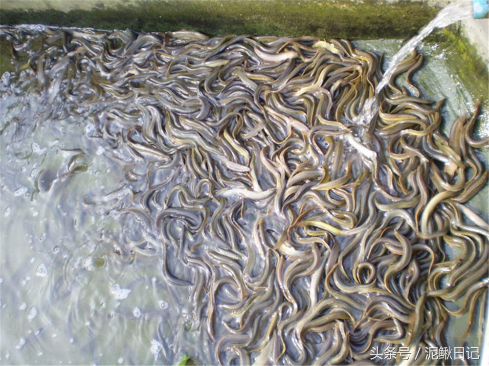 养泥鳅加盟套路,在农村养殖泥鳅创业指导