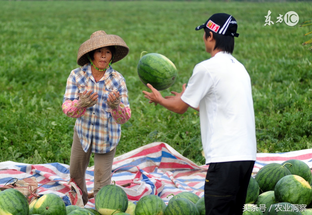 2019年5月7日全国西瓜价格,2018年7月中旬西瓜价格