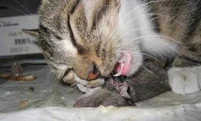 怎么防止猫咪应激伤人,猫咪中毒的解毒法