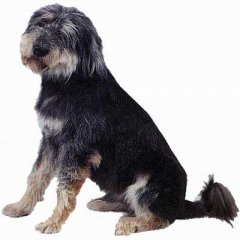 十大最忠诚的狗排名大白熊犬,大白熊犬大型犬品种大全带图