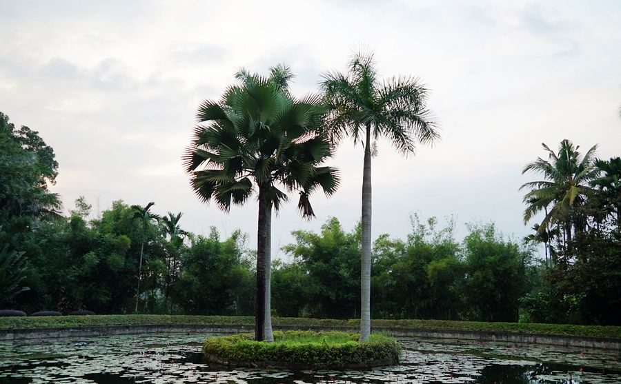 海南兴隆植物园的镇园之宝---“见血封喉”