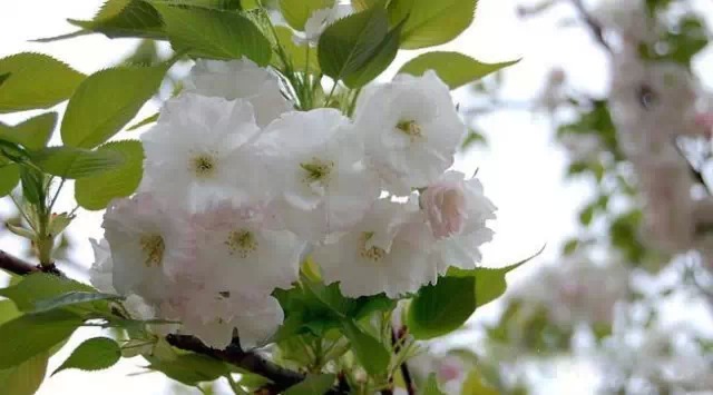 为什么我老是把花养死了,花养死了要丢掉吗