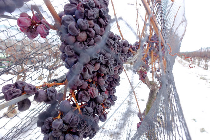 尼亚加拉珍稀冰酒,尼亚加拉冰酒