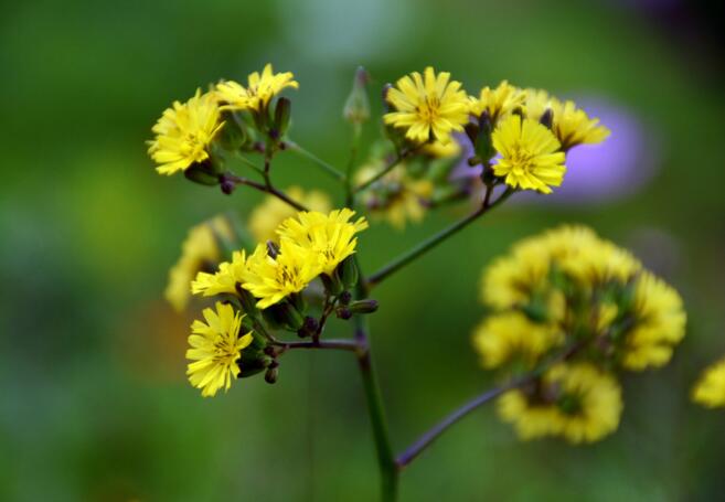 十种常见的芳香精油简述,十大常用精油品种