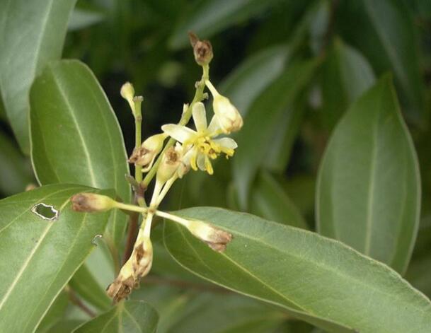 十种常见的芳香精油简述,十大常用精油品种