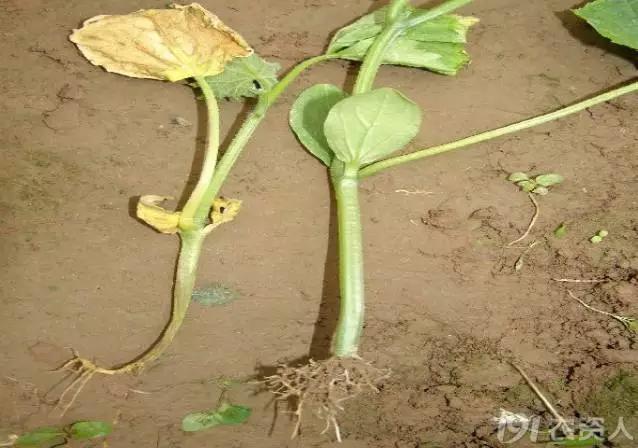 黄瓜用小苏打加红糖能防治病害,亮盾与阿米西达防治黄瓜病害