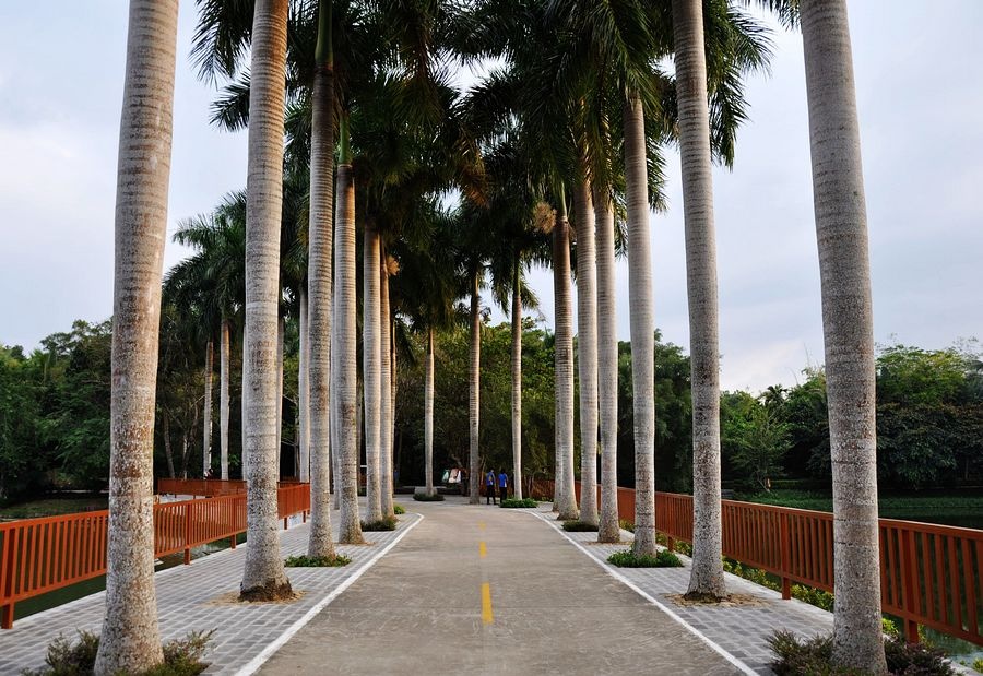 海南兴隆植物园的镇园之宝---“见血封喉”