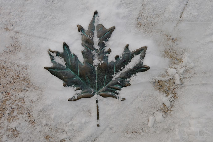 尼亚加拉珍稀冰酒,尼亚加拉冰酒