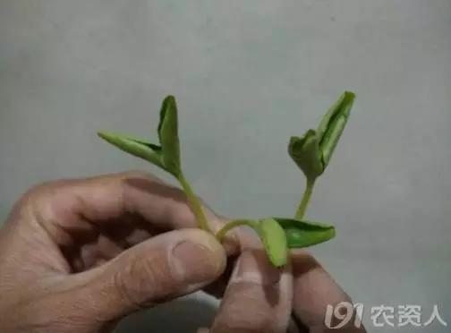 黄瓜用小苏打加红糖能防治病害,亮盾与阿米西达防治黄瓜病害