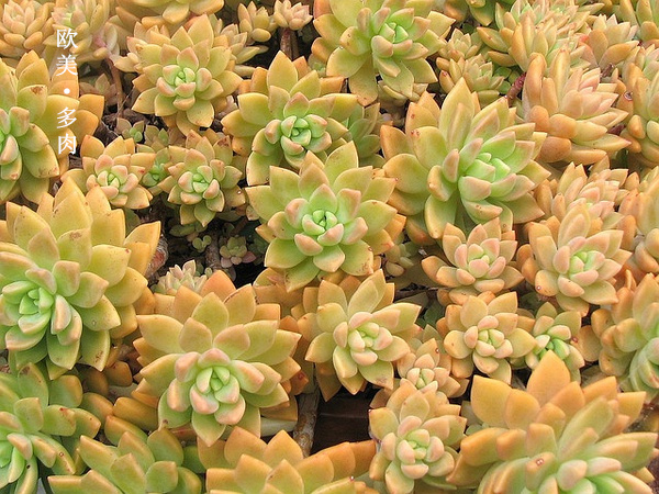 多肉张狂起来,狂野型多肉