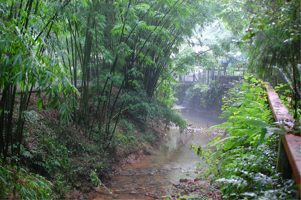 四川竹海旅游推荐,蜀南竹海清凉一夏