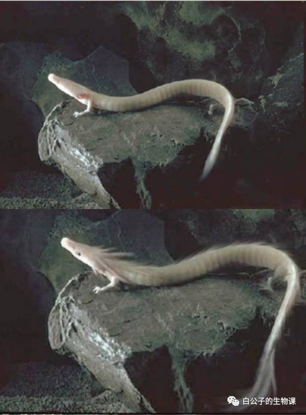 深入海底探寻美人鱼,探秘千米深海邂逅众多神秘生物