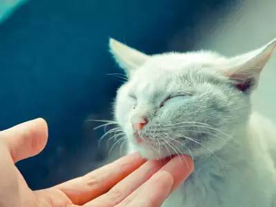 客家话最古老的字,客家人最具代表的字