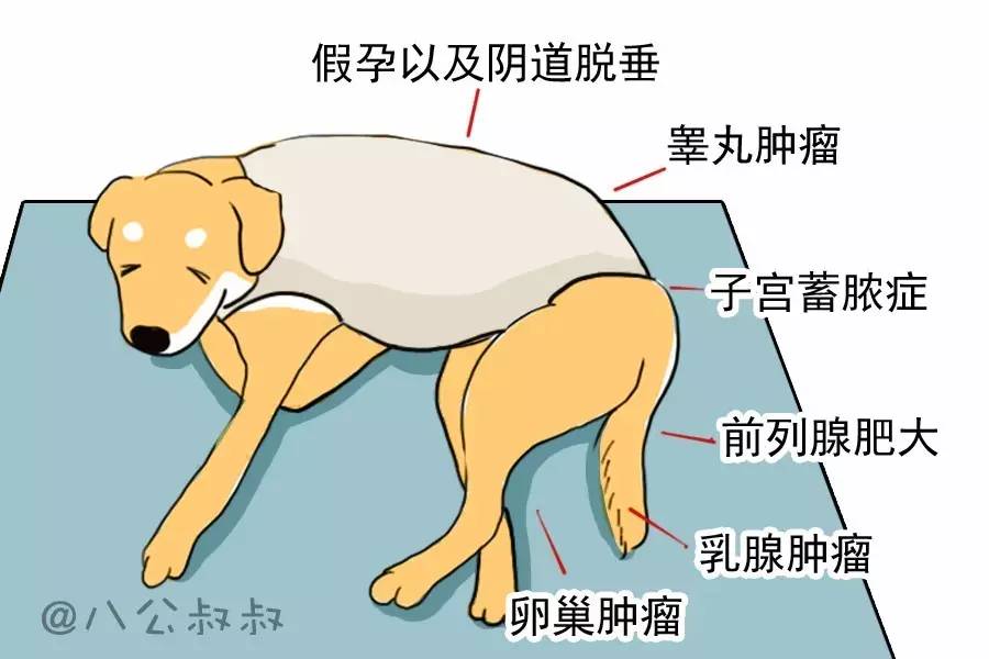 怎样判断狗狗怀孕还是假孕,狗狗子宫蓄脓引发的假孕症状