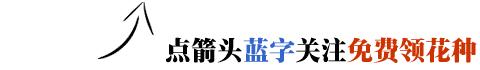 月季和玫瑰的区别在哪里呢,玫瑰与月季的区别在哪里