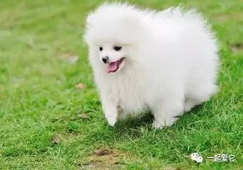 养宠知识狗狗呕吐了怎么办,狗狗掉毛10大原因及解决方法