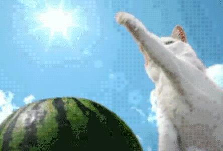 太热了夏天猫咪如何补水消暑,夏天猫咪不热吗