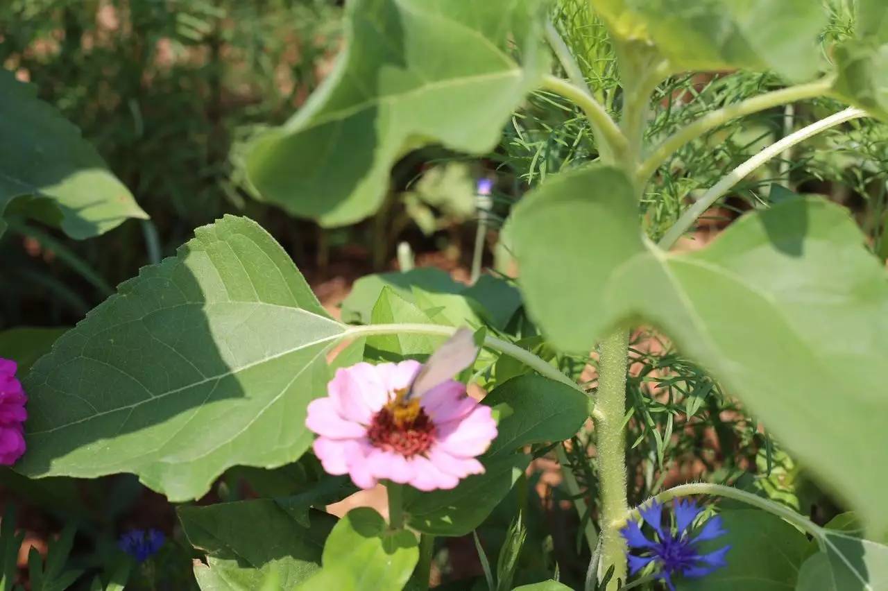 实拍鲅鱼圈“金色海洋”！和你的Ta来场“沉默”的邂逅……