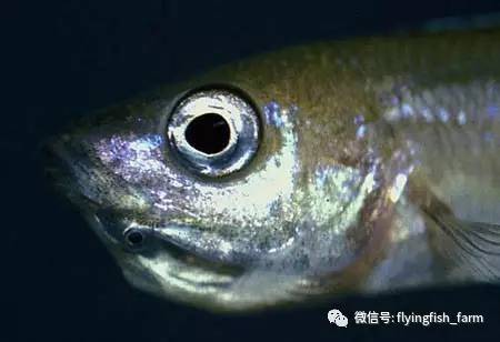 什么叫口孵,口字偏旁的秘密