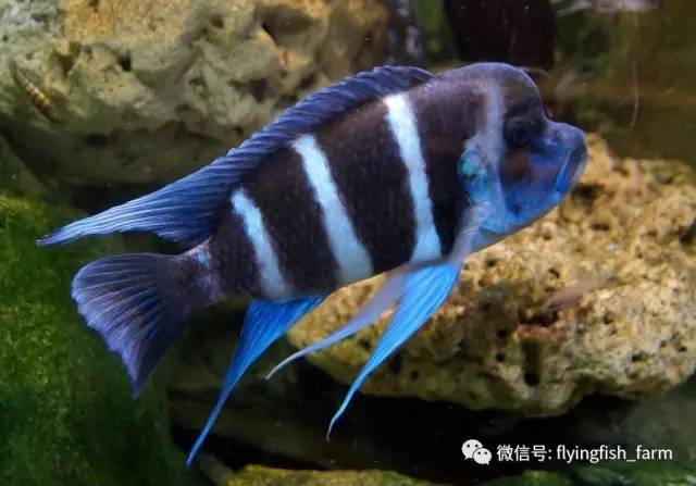 什么叫口孵,口字偏旁的秘密