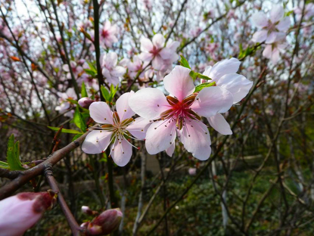 舌尖上的节气惊蛰养生,二十四节气惊蛰美食
