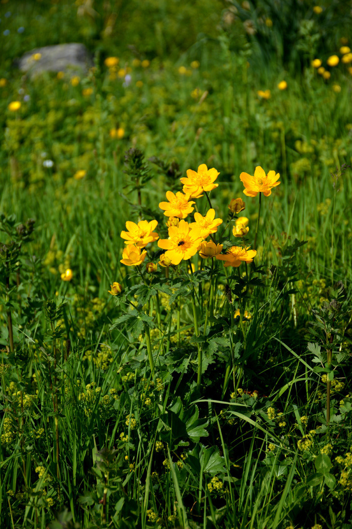 行者无疆-6月乌孙，漂洋过海为圣湖，翻山越岭因初心