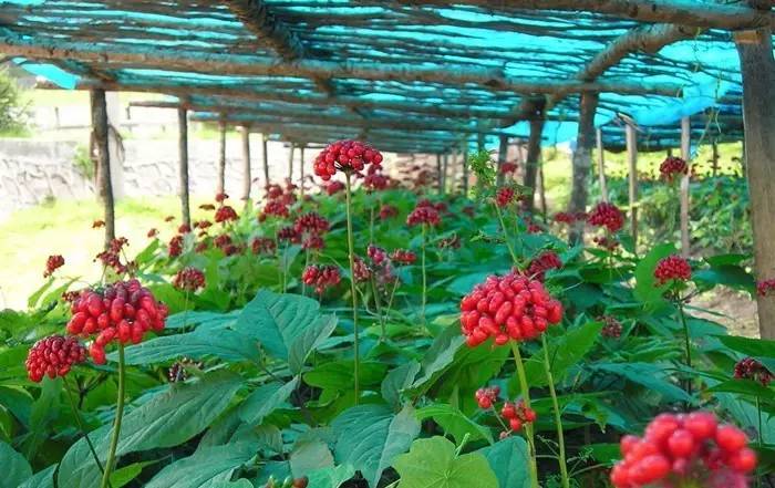 资深中药师告诉您西洋参的秘密,你知道最好的西洋参是什么样的