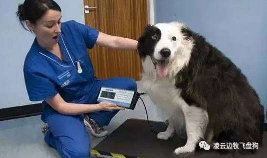 边牧喉咙像卡住一样咳嗽,边牧咳嗽没精神食欲