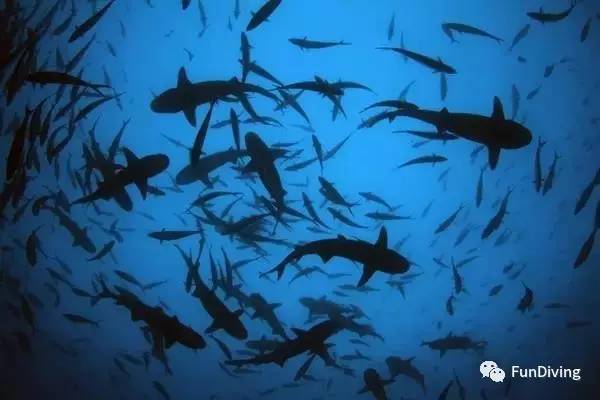 从入门级到朝圣级，船宿该怎么选？