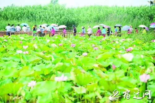 泗洪发展大道,泗洪开发大道规划