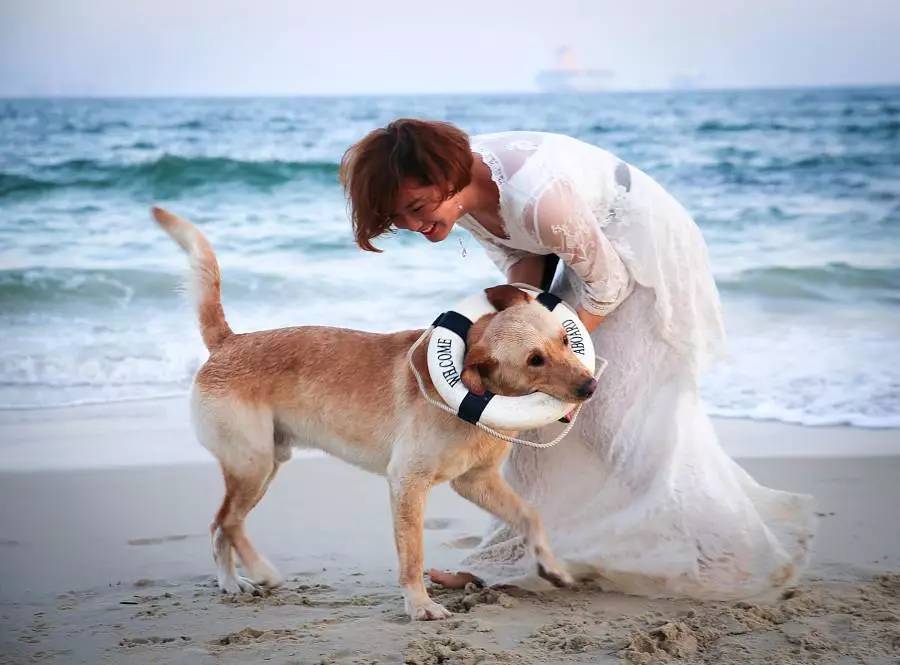 秦皇岛适合带狗去的地方,北戴河的民宿带狗的可以去吗