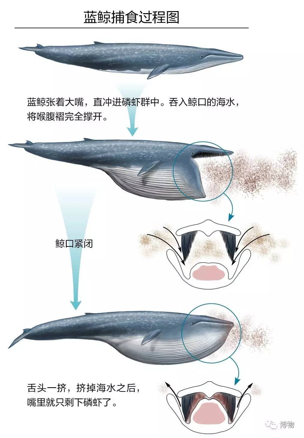 潜艇蓝鲸,蓝鲸与台风级潜艇对比